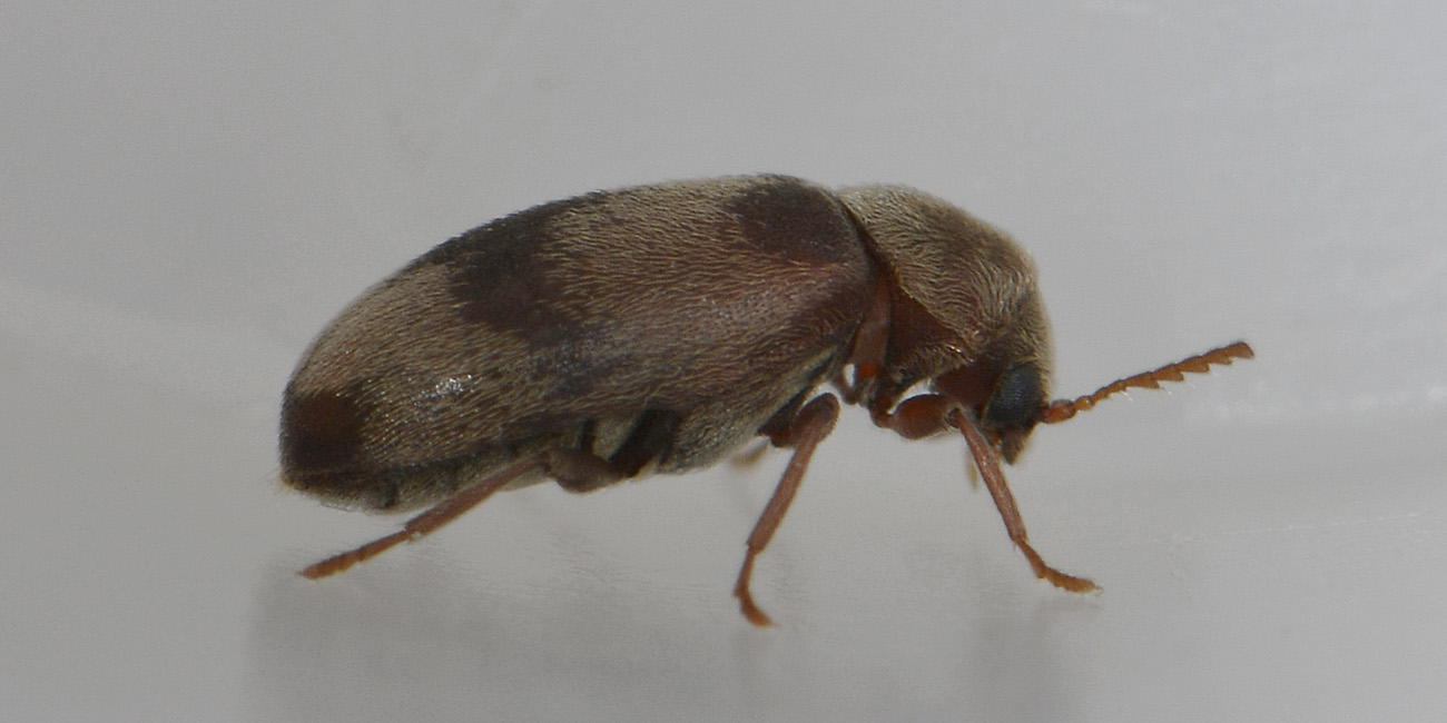 Ochina ptinoides (Anobiidae)